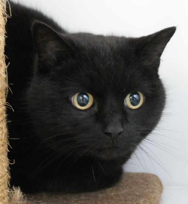 black cat Ashbourne Animal Welfare charity.jpg